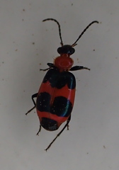 Lebia bitaeniata