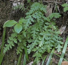 Pedicularis dudleyi