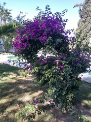Bougainvillea
