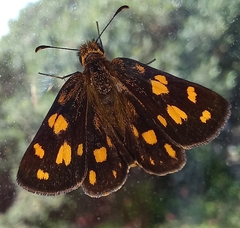 Metisella metis