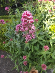 Centranthus ruber