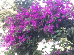 Bougainvillea