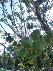 Bauhinia variegata