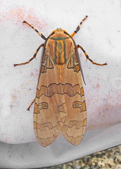 Halysidota underwoodi