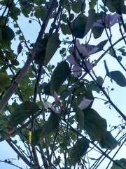 Bauhinia variegata