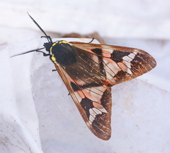 Dysschema panamensis