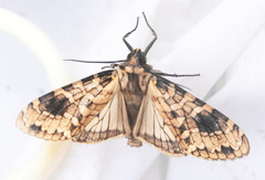 Elysius melanoplaga