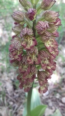 Orchis × wulffiana