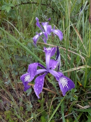 Iris tenax tenax