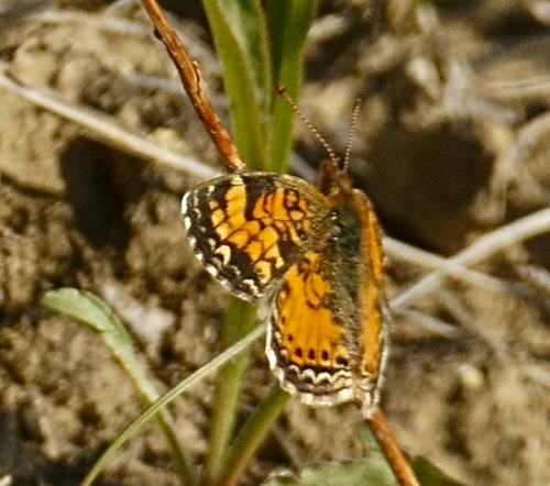 Pearl Crescent photographed in North Dakota