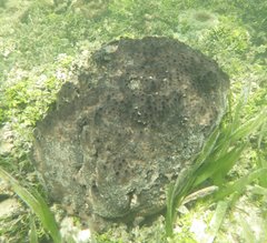 Spongia tubulifera