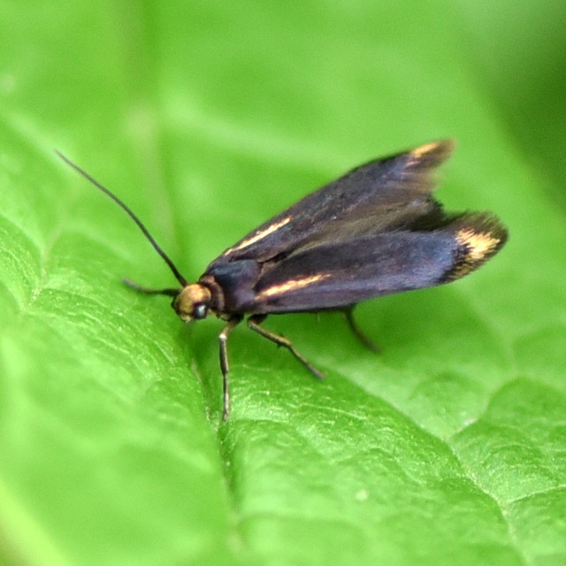 Scythris basilaris