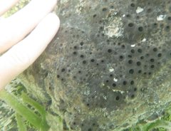 Spongia tubulifera