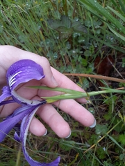 Iris tenax tenax