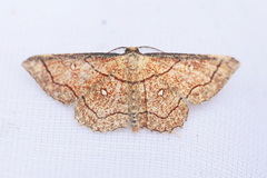 Cyclophora coecaria