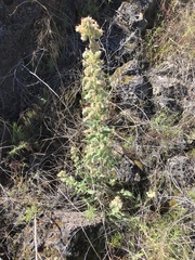 Phacelia heterophylla