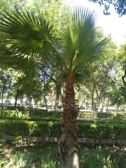 Washingtonia filifera