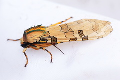 Halysidota fuliginosa