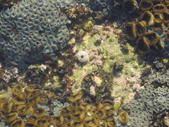 Echinometra vanbrunti