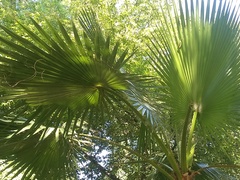 Washingtonia filifera