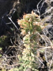 Phacelia heterophylla