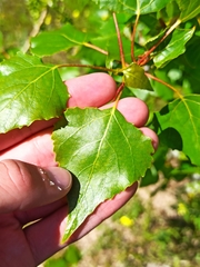 Populus nigra