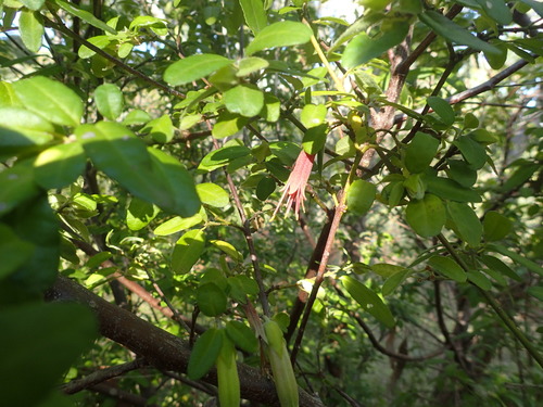 South Australian Green Correa (Variety Correa calycina calycina
