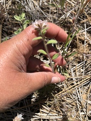 Phacelia curvipes