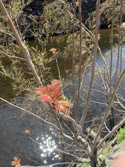 Magnoliopsida