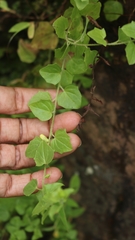 Nanorrhinum incanum