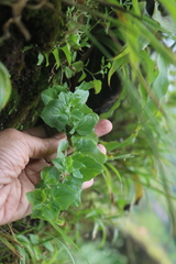 Nanorrhinum incanum