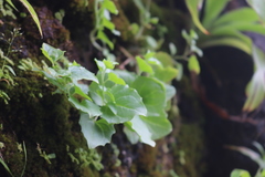 Nanorrhinum incanum