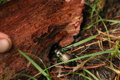 Megadromus antarcticus