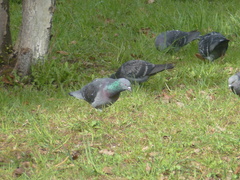 Columba livia domestica
