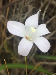 Prismatocarpus brevilobus