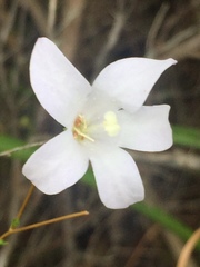 Prismatocarpus brevilobus