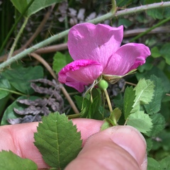 Rosa pinetorum