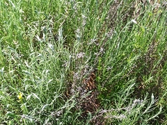 Helichrysum stoechas