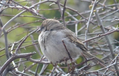 Passer domesticus