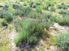 Helichrysum stoechas