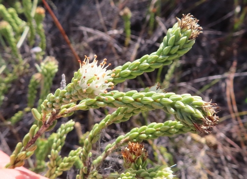 Campylostachys cernua (Campylostachys cernua)