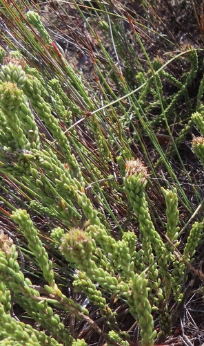 Image of Nodding Skewsage by (c) linkie, some rights reserved (CC BY)