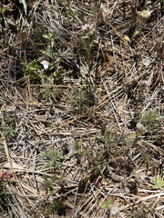 Phacelia curvipes
