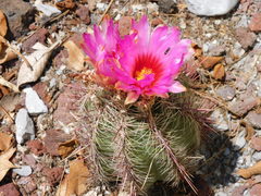 Thelocactus bicolor