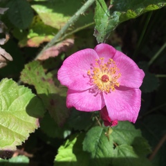 Rosa pinetorum