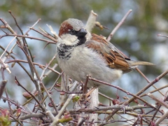 Passer domesticus