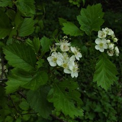 Crataegus coccinea