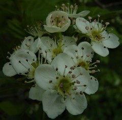 Crataegus coccinea