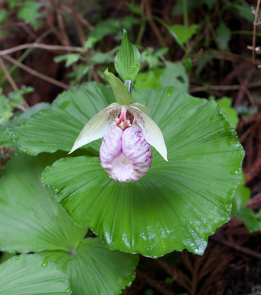 Cypripedium japonicum Thunb. 3