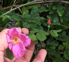 Rosa pinetorum